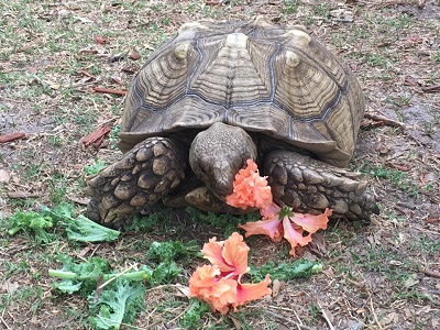 tortoise eating